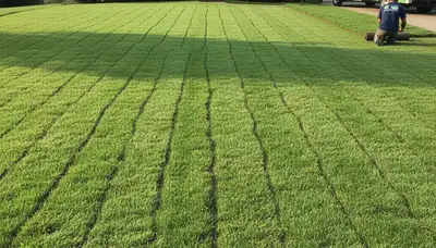Freshly installed lush green sod lawn by Chop Chop Landscaping in Columbia, MO showing complete yard transformation