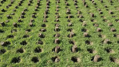 Close-up of soil core plugs showing professional lawn aeration results in Columbia, MO